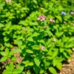 بذور نعناع 20 بذرة Wild (Mentha arvensis) نعناع بري