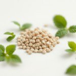 بذور نعناع 20 بذرة Wild (Mentha arvensis) نعناع بري