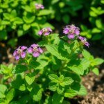 بذور نعناع أوروبي 100 بذرة (Mentha piperita) نعناع أوروبي
