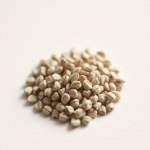 بذور نعناع أوروبي 100 بذرة (Mentha piperita) نعناع أوروبي
