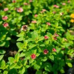 بذور نعناع إيلي 20 بذرة (Mentha × villosa) نعناع إيلي