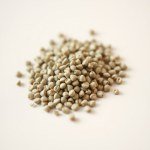 بذور نعناع إيلي 20 بذرة (Mentha × villosa) نعناع إيلي