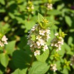 بذور نعناع حقلي 30 بذور (Mentha arvensis) نعناع حقلي
