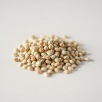 بذور نعناع حقلي 30 بذور (Mentha arvensis) نعناع حقلي