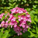 Seeds 100 Seed (Mentha × piperita)