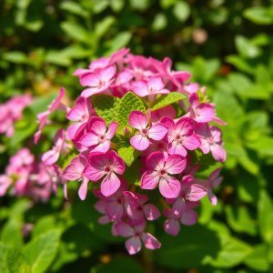 Seeds 100 Seed (Mentha × piperita)