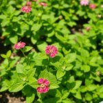Seeds 100 Seed (Mentha × piperita)