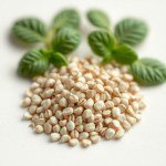 Seeds 100 Seed (Mentha × piperita)