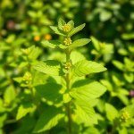 بذور نعناع مليسا 30 بذرة (Melissa officinalis) نعناع مليسا