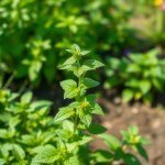 بذور نعناع مليسا 30 بذرة (Melissa officinalis) نعناع مليسا