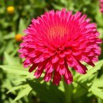 ذور زهرة الخلود (هليكريزم) – Helichrysum Seeds الاسم العلمي: Helichrysum bracteatum (وتُعرف أيضًا باسم Xerochrysum bracteatum)