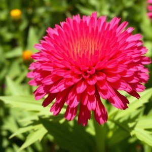 ذور زهرة الخلود (هليكريزم) – Helichrysum Seeds الاسم العلمي: Helichrysum bracteatum (وتُعرف أيضًا باسم Xerochrysum bracteatum)