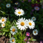زهرة بكرت الاسم العلمي: Bocquetia floribunda الاسم التجاري / الشائع الآخر: بكرت