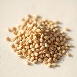 Seeds Irrigation CUF 101 Pacific Seed Company – Resistor – 25 g