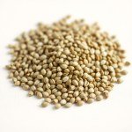 بذور برسيم حجازي سعودي مُحسن (Medicago sativa) – وزن 1 كجم
