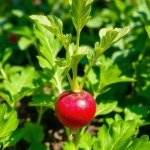 Red Radish Seeds 15g