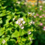 Mint 850 Seeds