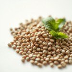 Mint 850 Seeds