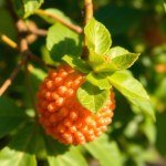 Crape Myrtle (Tamr Henna) Tree Seeds 2g