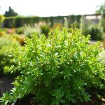 Dodonaea (Hopbush) Hedge Seeds 5g
