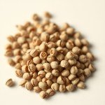 Dodonaea (Hopbush) Hedge Seeds 5g