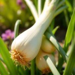 Leek Seeds 30g