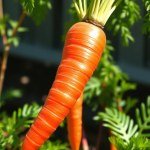Red Carrot Seeds 15g