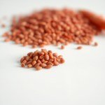 Red Carrot Seeds 15g