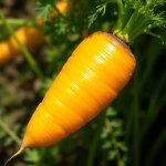 Yellow Carrot Seeds 15g