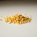 Yellow Carrot Seeds 15g