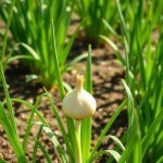 Onion Seeds 750