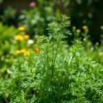 Dill Seeds 20g