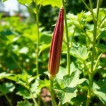 Red Okra Seeds 20g