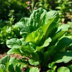Swiss Chard Seeds 9g