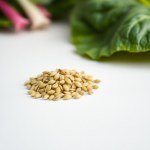 Swiss Chard Seeds 9g