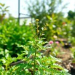 Chia Seeds 10g