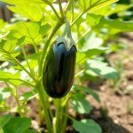 Black Eggplant Seeds 7g
