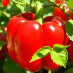 Bell Pepper Seeds 7g