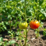 Tomato Seeds 5g