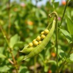 Garden Pea Seeds 30g