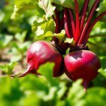 بذور بنجر سلطة 10 جم
