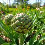 Artichoke Seeds 3g