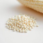 White Corn Seeds 40g