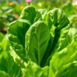 Spinach Seeds 25g