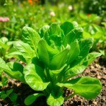 Spinach Seeds 25g
