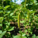 Kidney Beans Seeds 50g