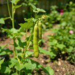Spanish Green Broad (Fava) Bean Seeds - 50g