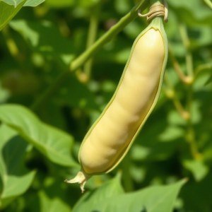 بذور فول أخضر بلدي 50جم