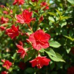Roselle (Hibiscus / Karkade) Seeds 15g