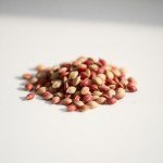 Roselle (Hibiscus / Karkade) Seeds 15g